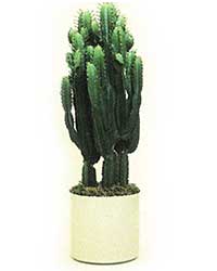 Cactus is a high light level plant