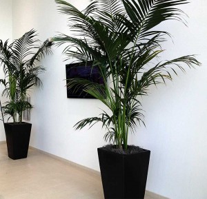 Interior plantscaping in commercial lobby