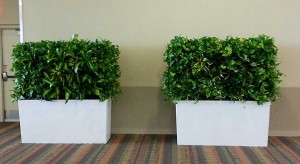Indoor living wall hedge