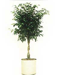 The braided tree form of the Weeping Fig is a hight light level plant
