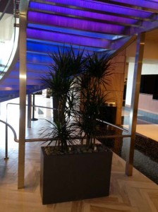 Palms in commercial lobby